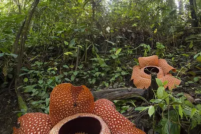 Kepahiang
