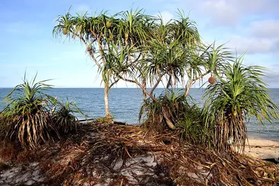 Bangka Selatan