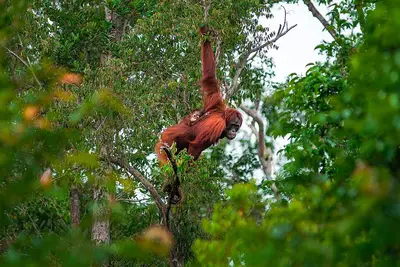 Kalimantan Tengah